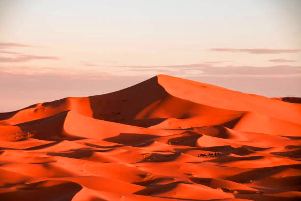 A caravan walking through the golden sand dunes of Erg Chebbi Merzouga