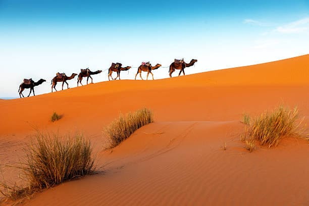 Camels in a series on top of Dunes Sahara