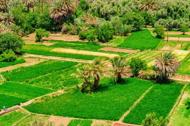 Fertile green fields in Todra gorges in Tinghir