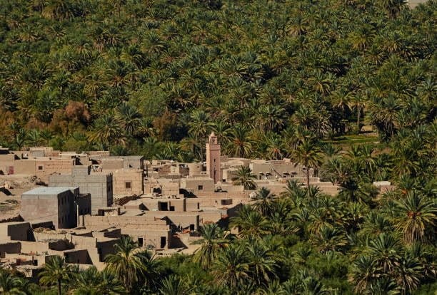 Huge palm grove in Ziz valley Morocco