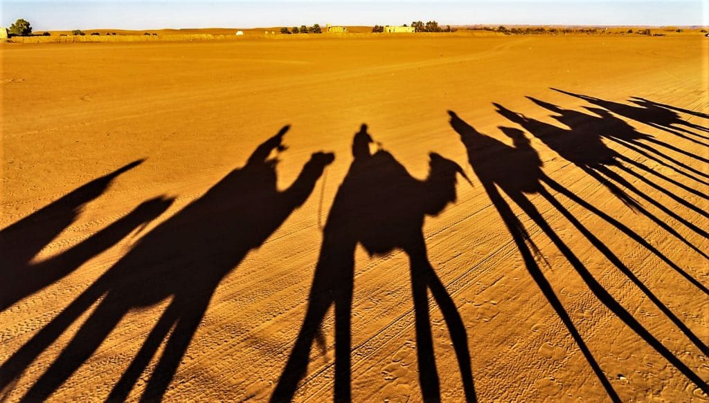 camels caravan ride in Sahara Desert