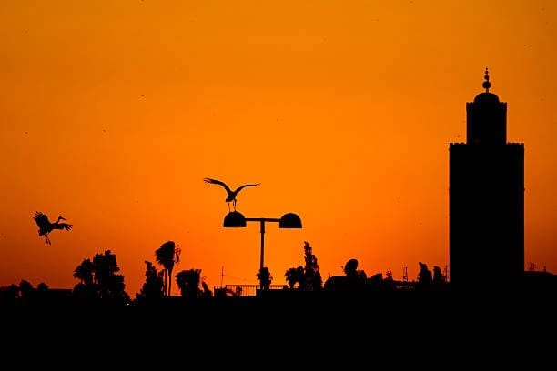 Maroc Marrakech sunset view with a stork silhouette