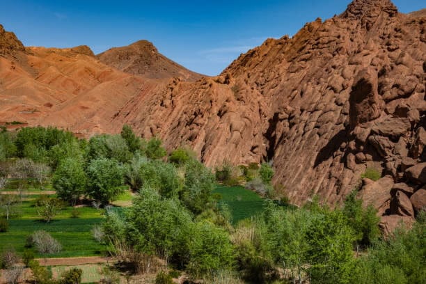 Monkey fingers in Dades gorge Morocco