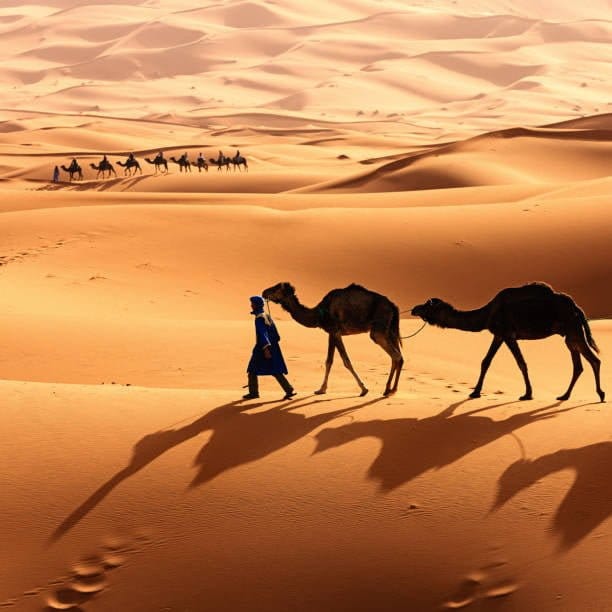 Ride camels on the Merzouga