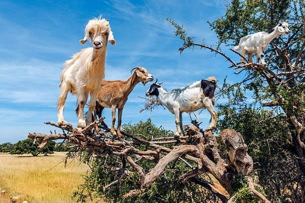 Some goats that have climbed up an argan tree in Morocco