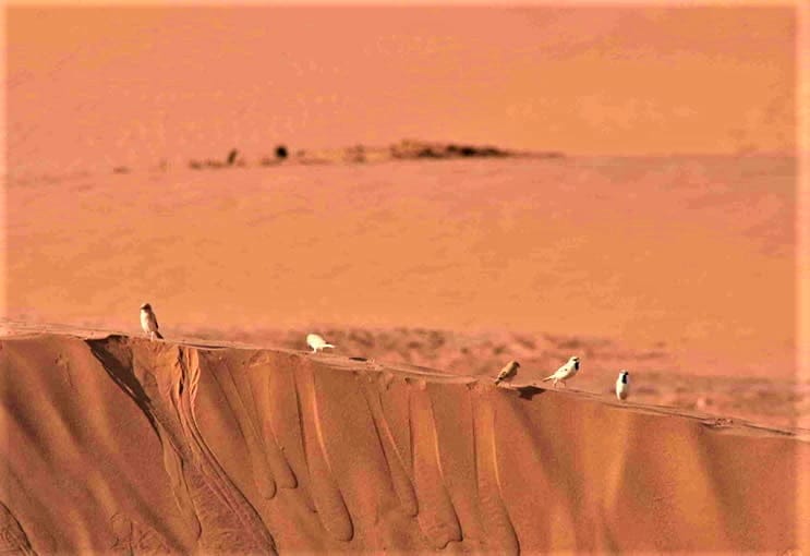 birds of Sahara desert