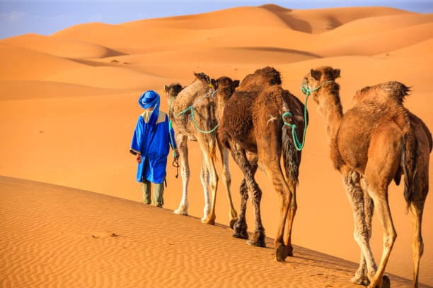 camels trip on desert Sahara