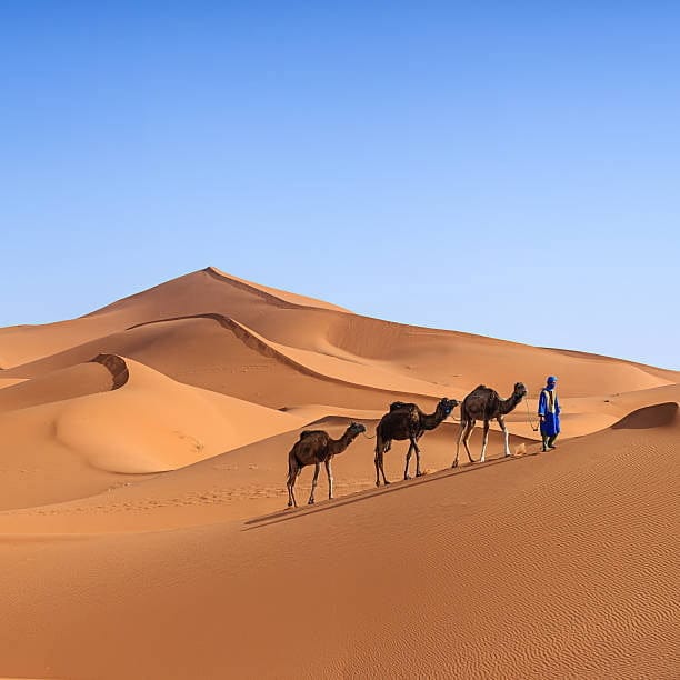 caravan camels in deep of Sahara De