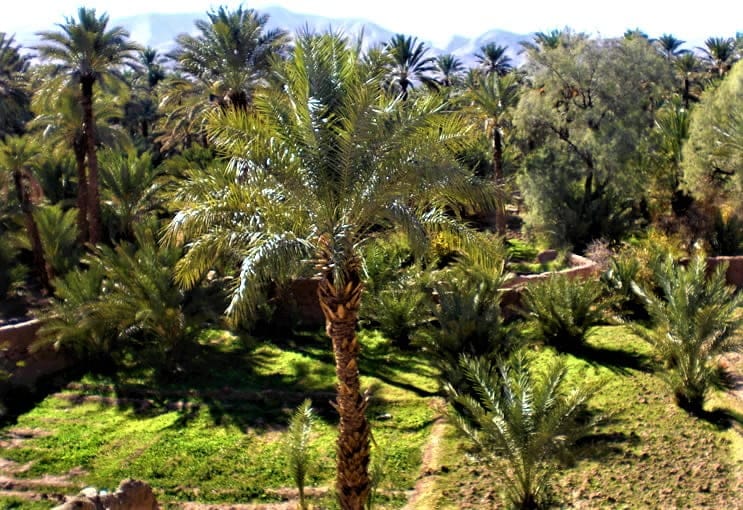 field of palms trees