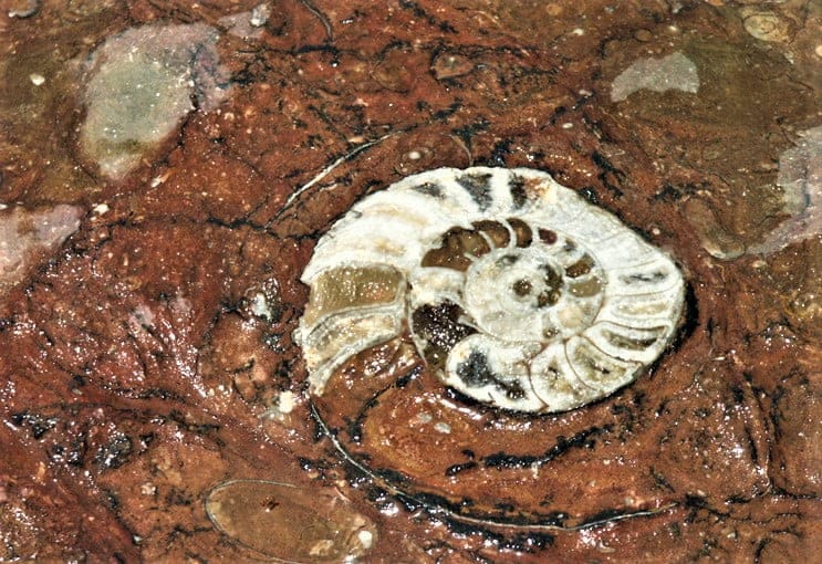 fossils