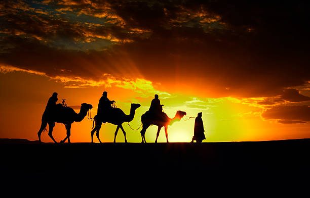 Magic sunset camels ride in Sahara Desert