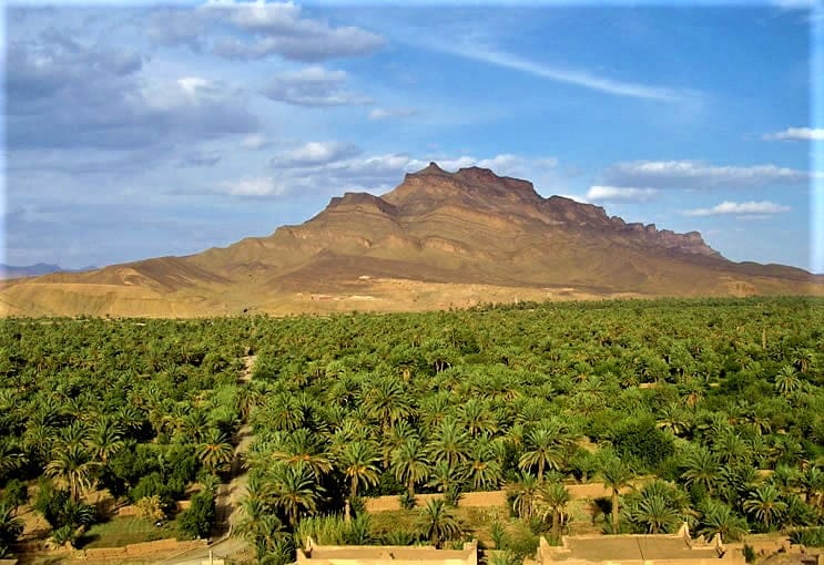 palms trees view Agdez