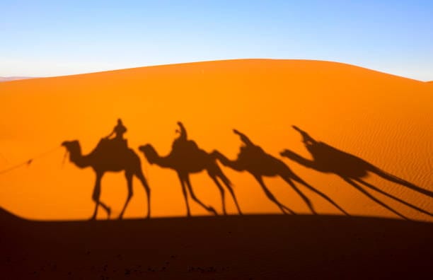 camels ride in sahara desert top of dunes