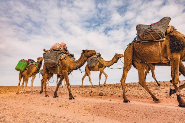 trekking Camel caravan in Mhamid Zagora sahara desert