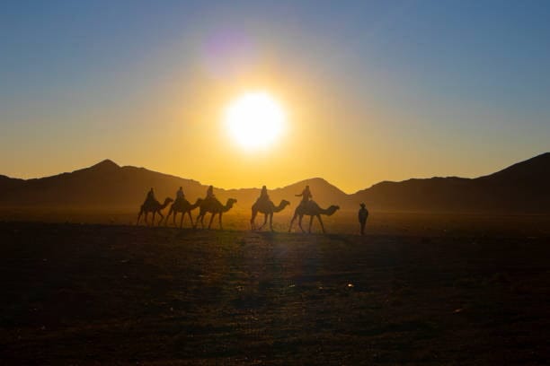 Early morning a silhouette view of camel in sunrises