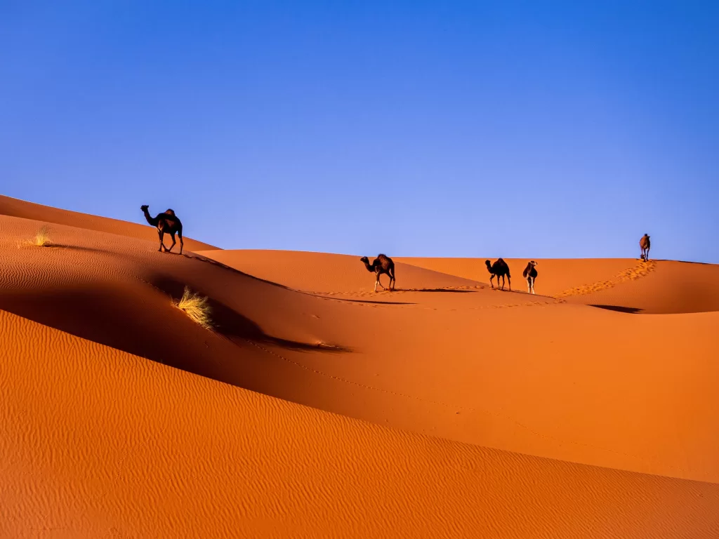 Camels in a series on top of Dunes Sahara