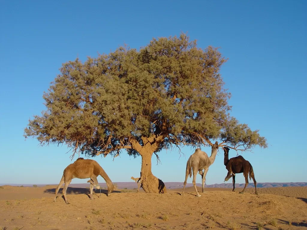 camels