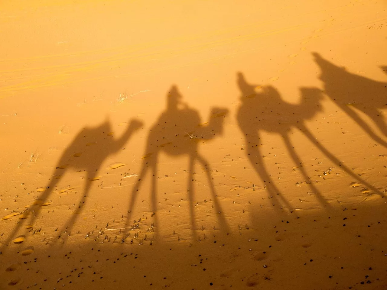 camel ride jpg